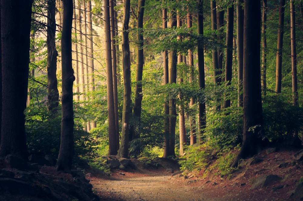 Sunlight falling through tall pine trunks onto a green forest floor.